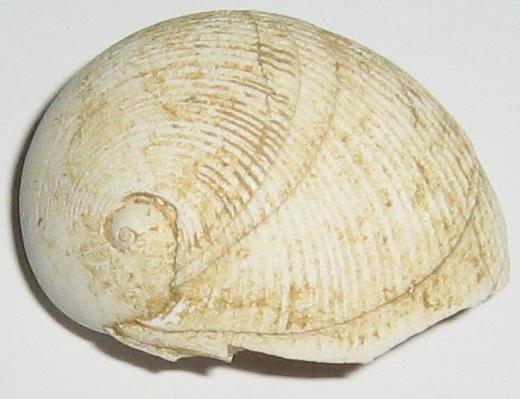 Sinum haliotoideum (Linn, 1758)